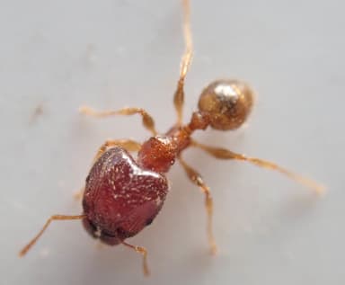 Pheidole megacephala photo 132