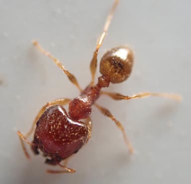 Pheidole megacephala photo 133