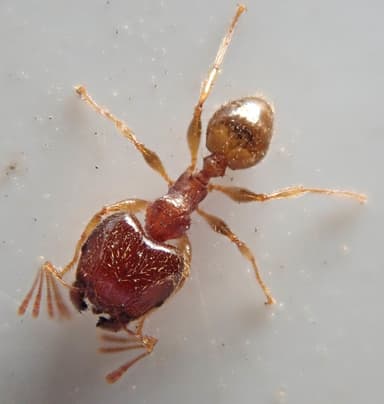 Pheidole megacephala photo 134