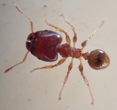 Pheidole megacephala photo 135