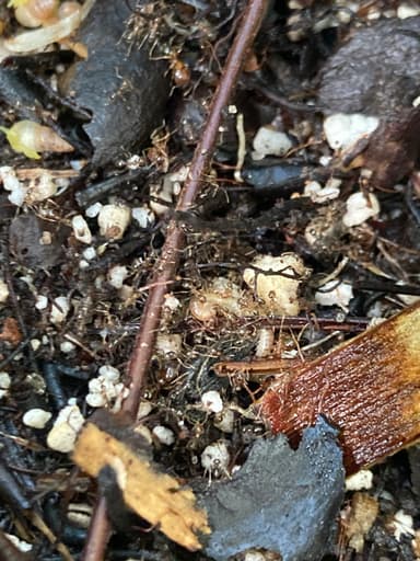 Pheidole megacephala — worker photo 137