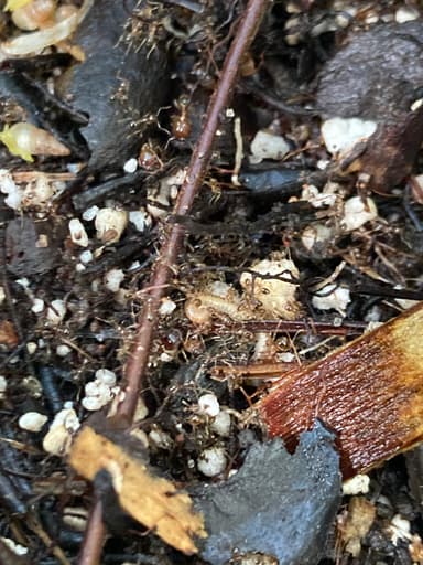 Pheidole megacephala — worker photo 138