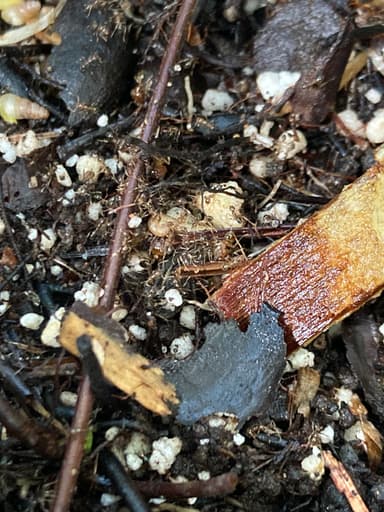 Pheidole megacephala — worker photo 139