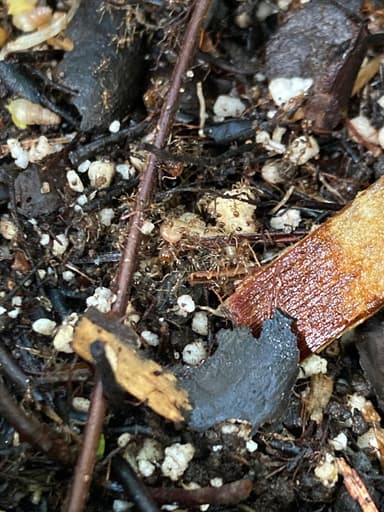 Pheidole megacephala — worker photo 140