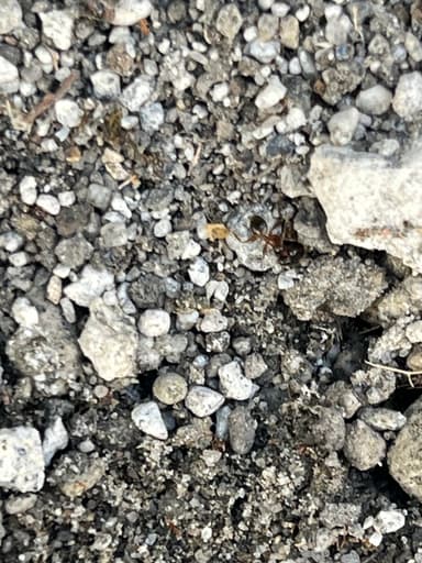 Pheidole megacephala — worker photo 141