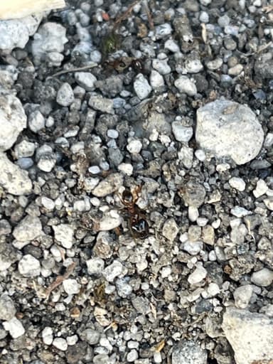 Pheidole megacephala — worker photo 142