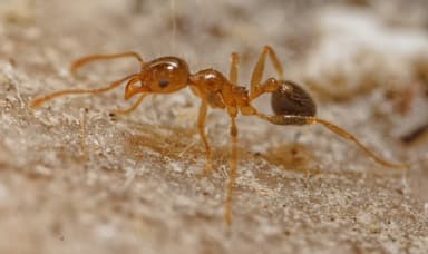 Pheidole megacephala photo 143