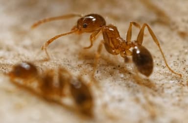 Pheidole megacephala photo 144