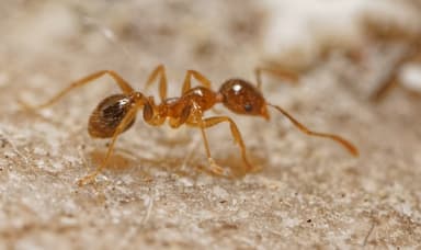 Pheidole megacephala photo 145