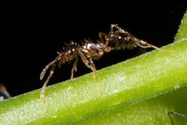 Pheidole megacephala photo 147