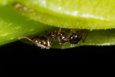 Pheidole megacephala photo 148