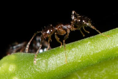 Pheidole megacephala photo 149