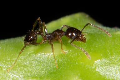 Pheidole megacephala photo 150