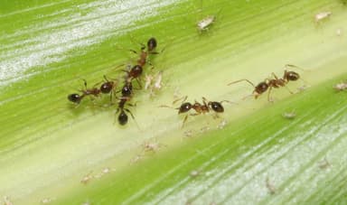 Pheidole megacephala photo 151