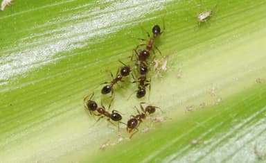 Pheidole megacephala photo 152
