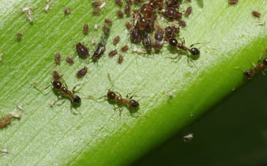 Pheidole megacephala photo 153