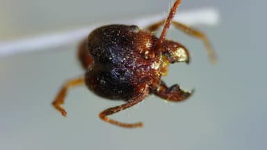 Pheidole megacephala photo 154