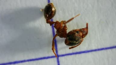 Pheidole megacephala photo 155