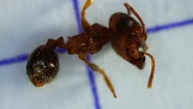 Pheidole megacephala photo 156