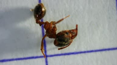 Pheidole megacephala photo 157
