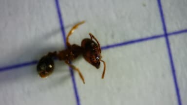 Pheidole megacephala photo 158