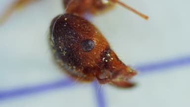 Pheidole megacephala photo 159