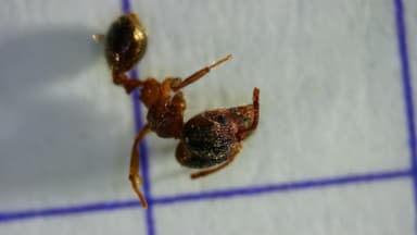 Pheidole megacephala photo 160