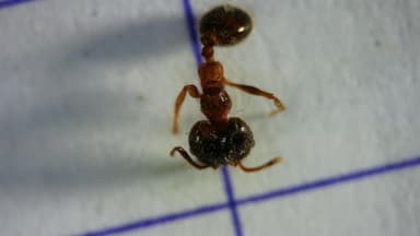Pheidole megacephala photo 161