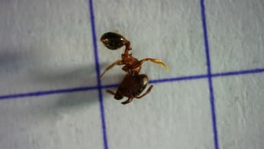 Pheidole megacephala photo 162