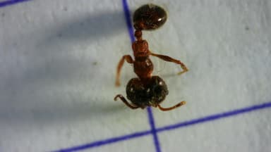 Pheidole megacephala photo 163