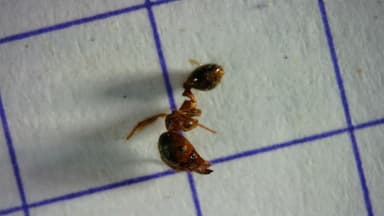 Pheidole megacephala photo 164