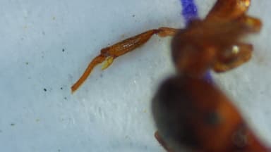 Pheidole megacephala photo 165