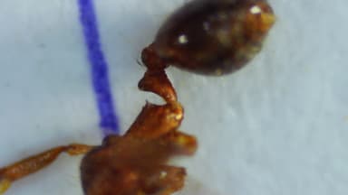 Pheidole megacephala photo 166