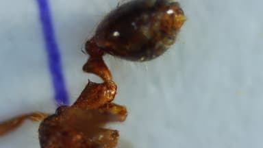 Pheidole megacephala photo 167