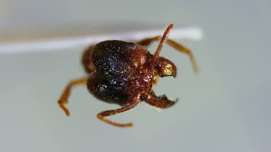 Pheidole megacephala photo 168
