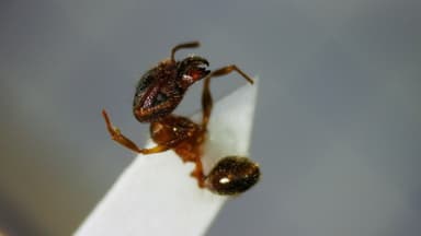 Pheidole megacephala photo 169
