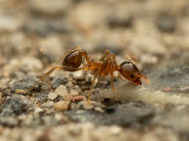 Pheidole megacephala photo 170