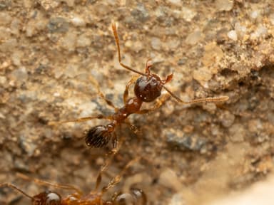 Pheidole megacephala photo 171