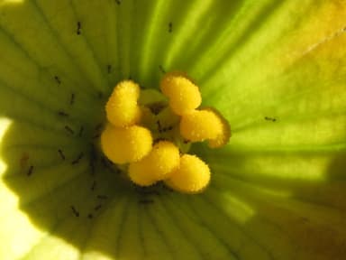 Pheidole megacephala — queen photo 7