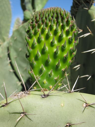 Pheidole megacephala — queen photo 11