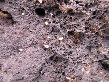 Pheidole megacephala — queen photo 12