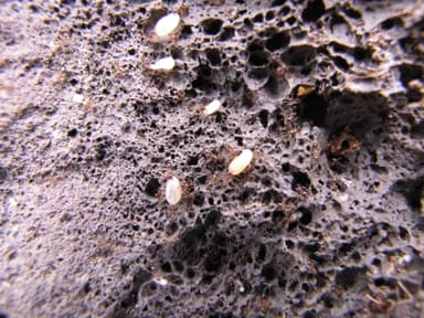 Pheidole megacephala — queen photo 13