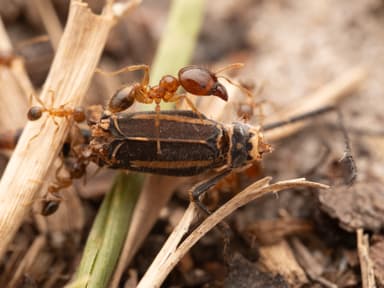 Pheidole megacephala photo 14