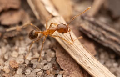 Pheidole megacephala photo 15