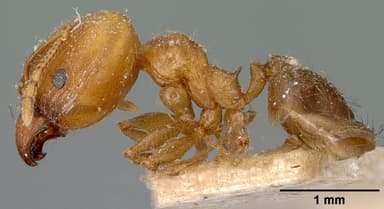 Pheidole megacephala — queen photo 16