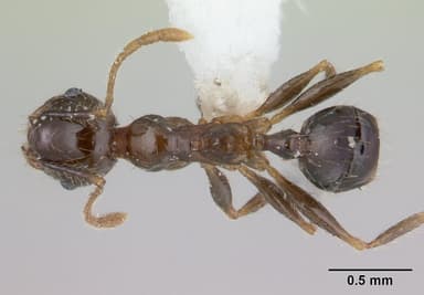 Pheidole megacephala — queen photo 17