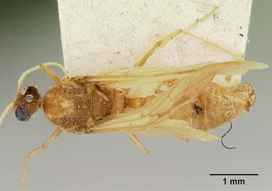 Pheidole megacephala — queen photo 18