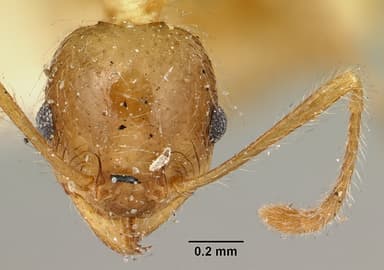 Pheidole megacephala — queen photo 19