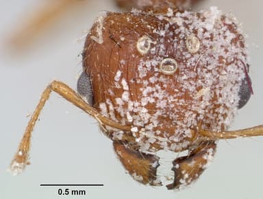Pheidole megacephala — queen photo 20