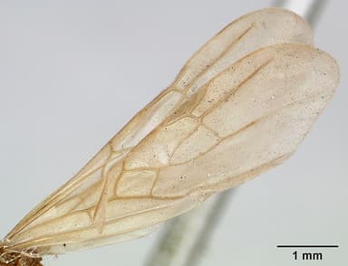 Pheidole megacephala — queen photo 21